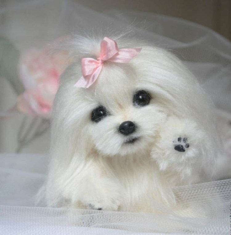 Мальтийская болонка мальтезе мини