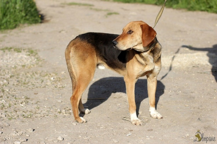 Русская гончая чепрачная