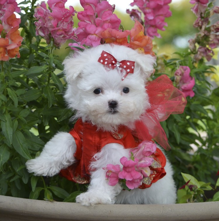 Мальтийская болонка Teacup