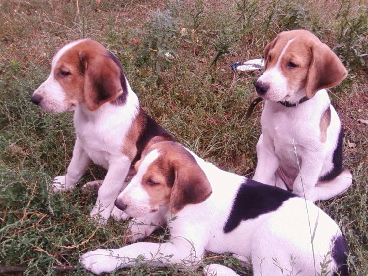 Русская гончая белая