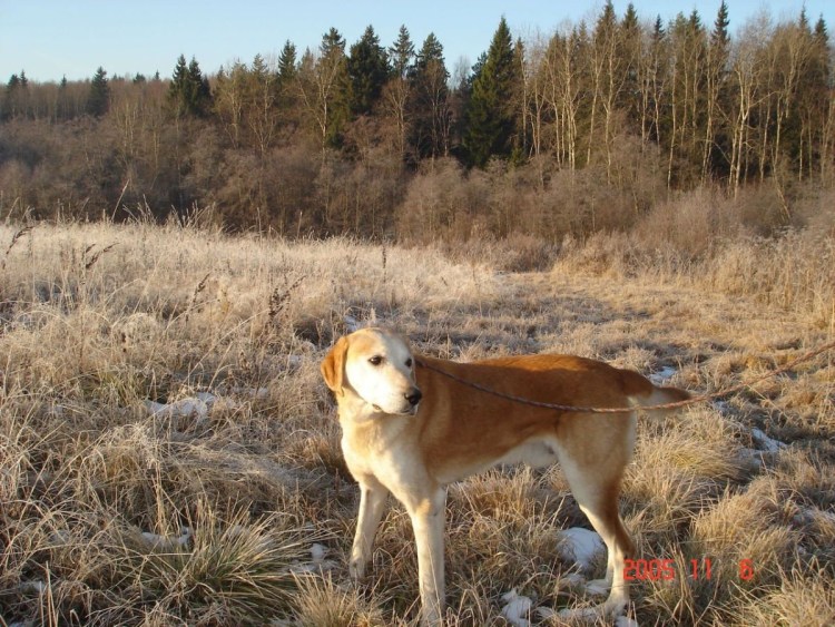 Сибирская пегая гончая