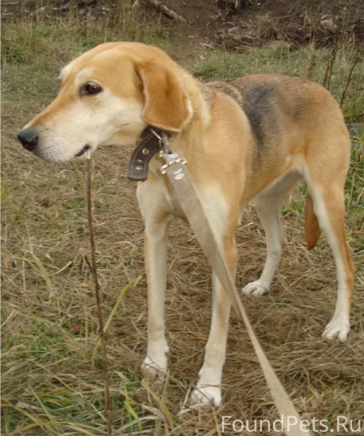 Сибирская пегая гончая