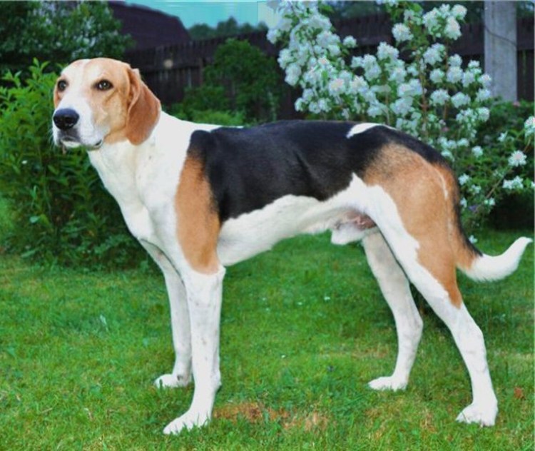 Русская пегая гончая