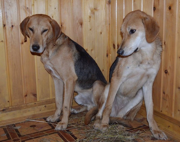 Русская гончая