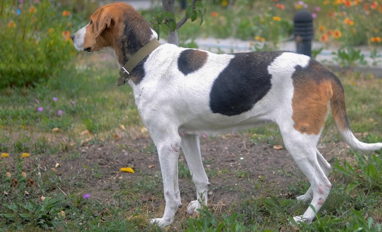 Русская пегая гончая