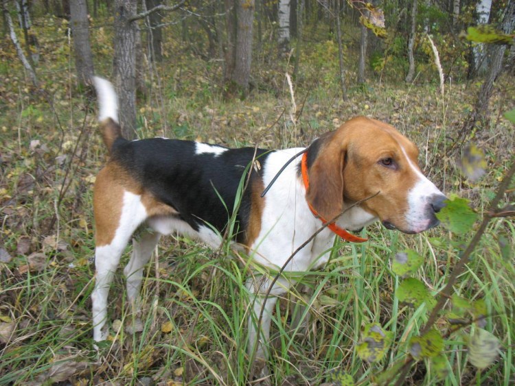 Пегая гончая