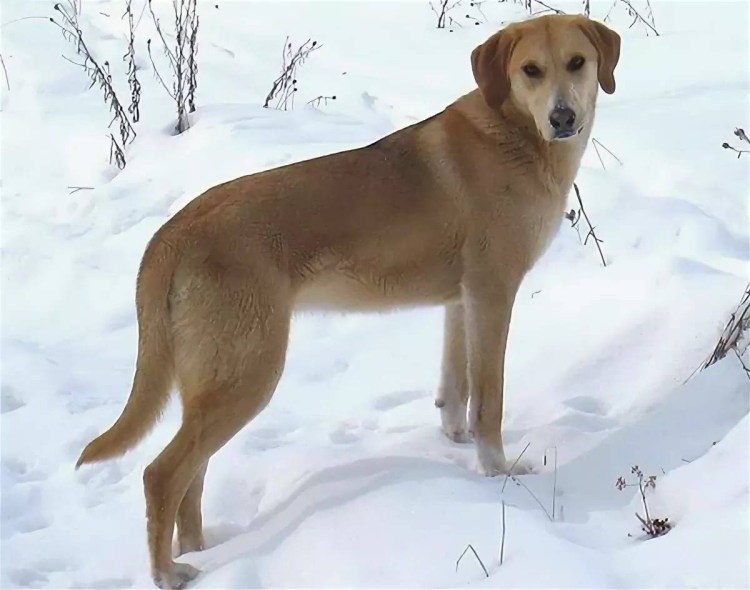 Русская гончая