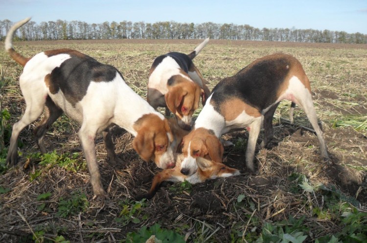 Сибирская пегая гончая