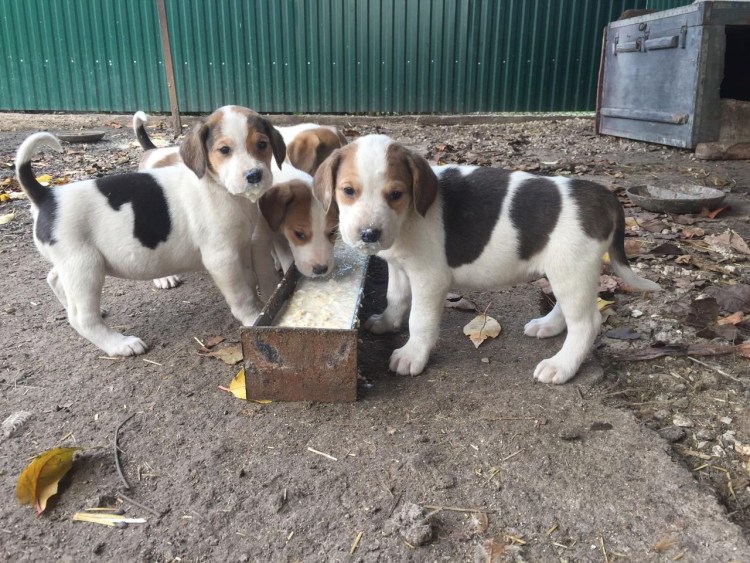 Белорусский гончак