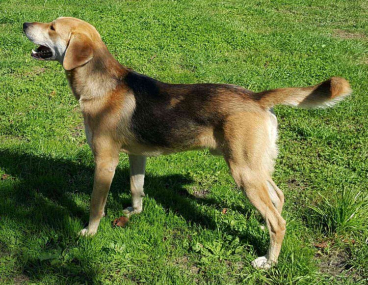 Пегая гончая