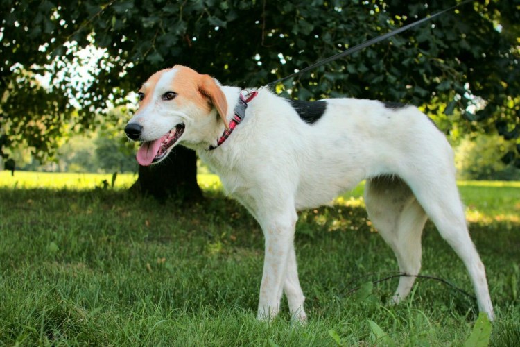 Маленькие щенки русской гончей