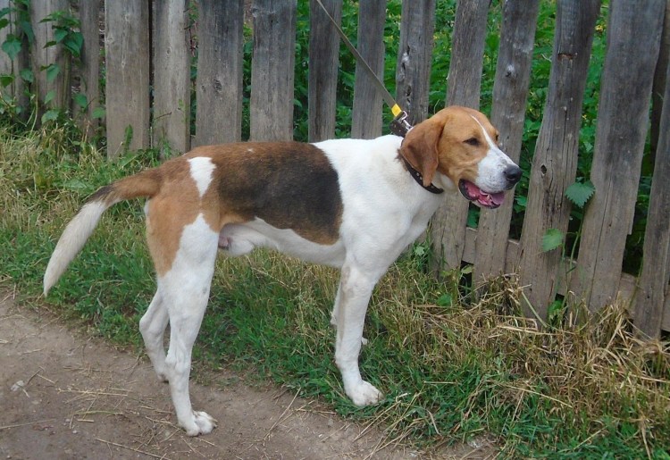 Русская гончая пегая чепрачная