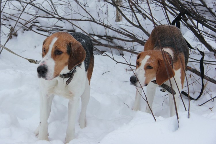 Русская гончая чепрачного окраса