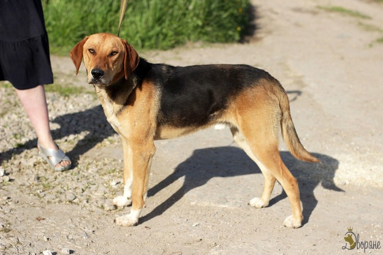 Русская гончая собака