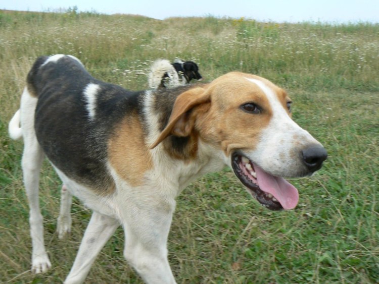 Пегая гончая