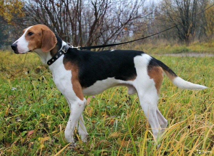 Русская пегая гончая