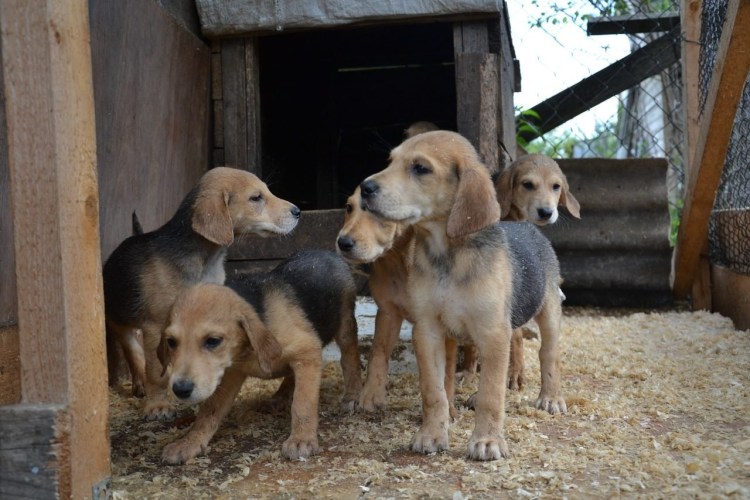 Русская пегая гончая