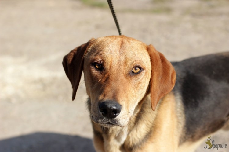 Русская пегая гончая щенок