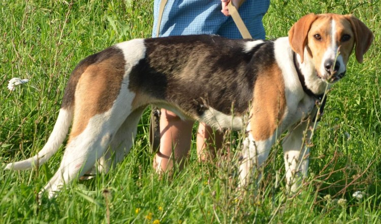 Сибирская пегая гончая