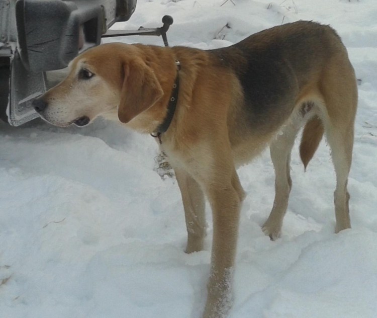 Охота зайца собака русская пегая гончая