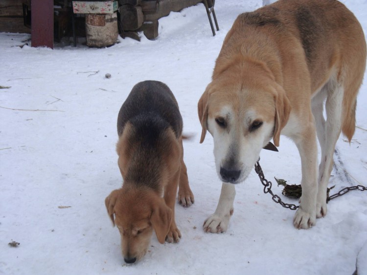 Русско пегая гончая