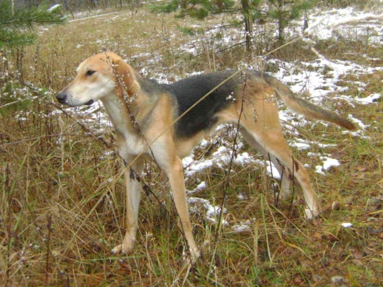 Щенки русской гончей 2021г РМЭ