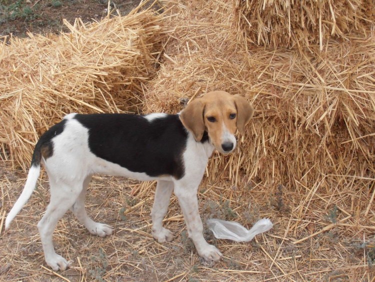 Русская гончая пегая чепрачная