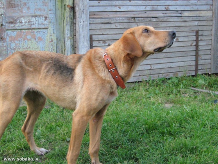 Порода русская пегая гончая