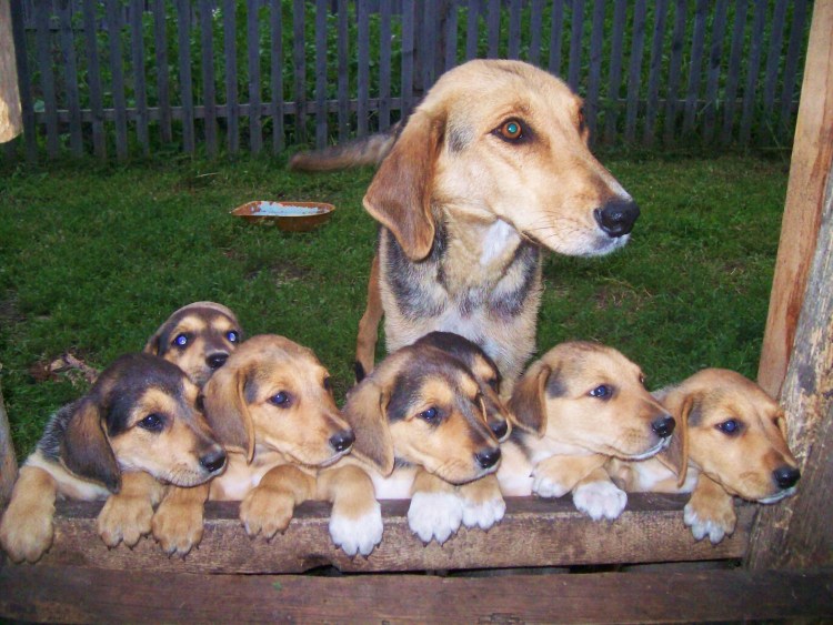 Русская гончая щенки