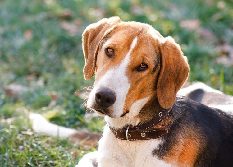 Русская пегая гончая собака