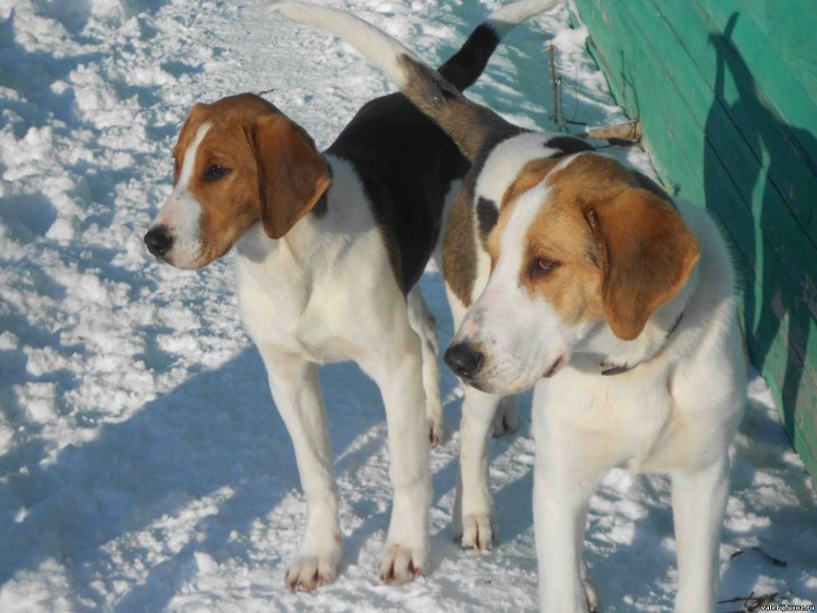 Русская гончая выжлец выжловка