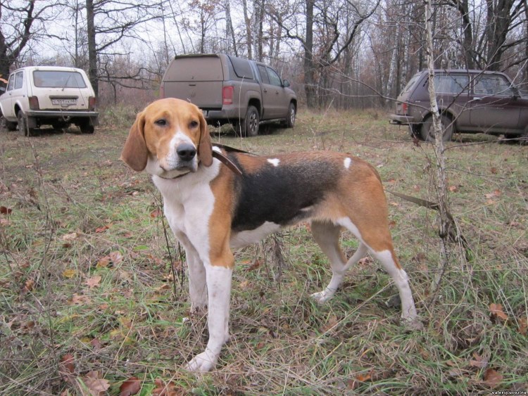 Русская гончая выжлец 4 мес