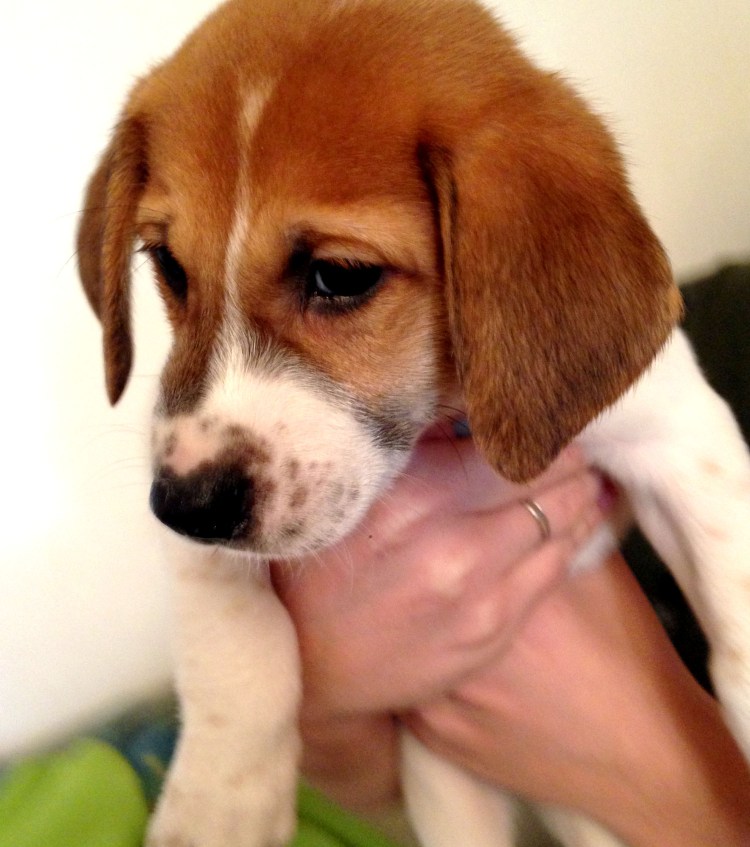 Русская пегая гончая и Эстонская