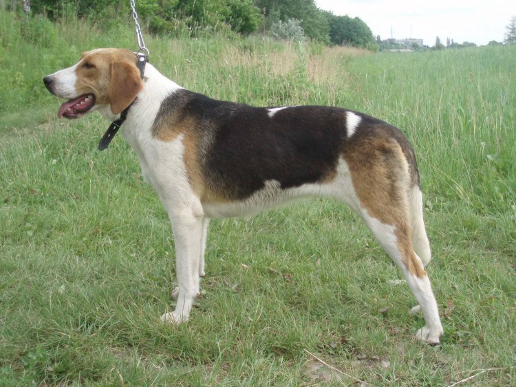 Эстонская гончая