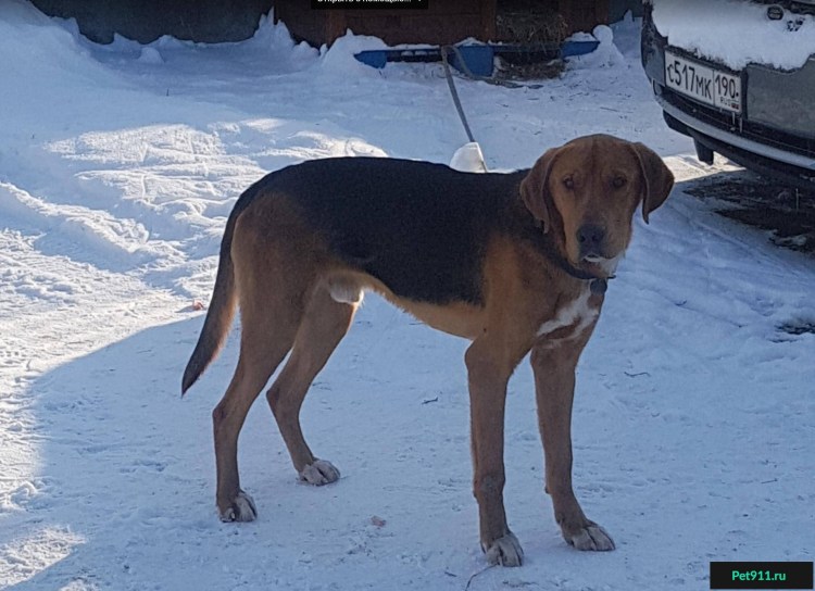 Охотничьи собаки гончая рыжая