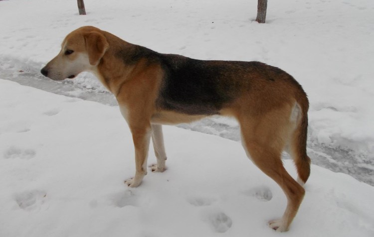 Русская пегая гончая