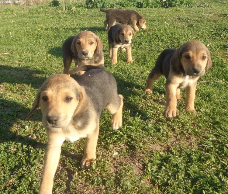 Русская гончая пегая борзая