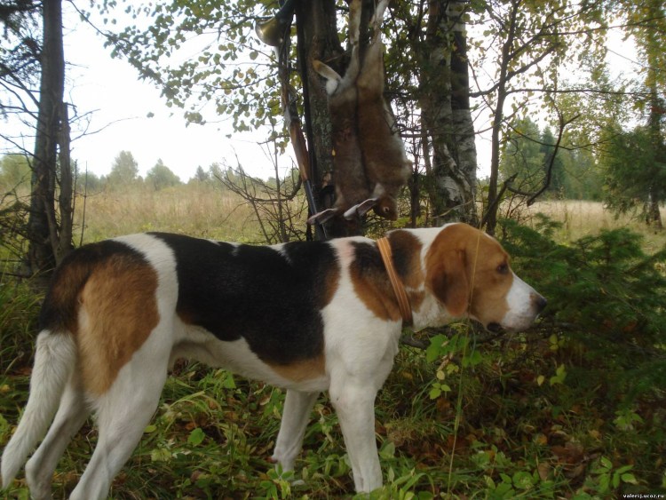 Русская пегая гончая