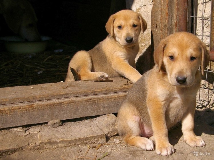 Русская гончая черноспинная