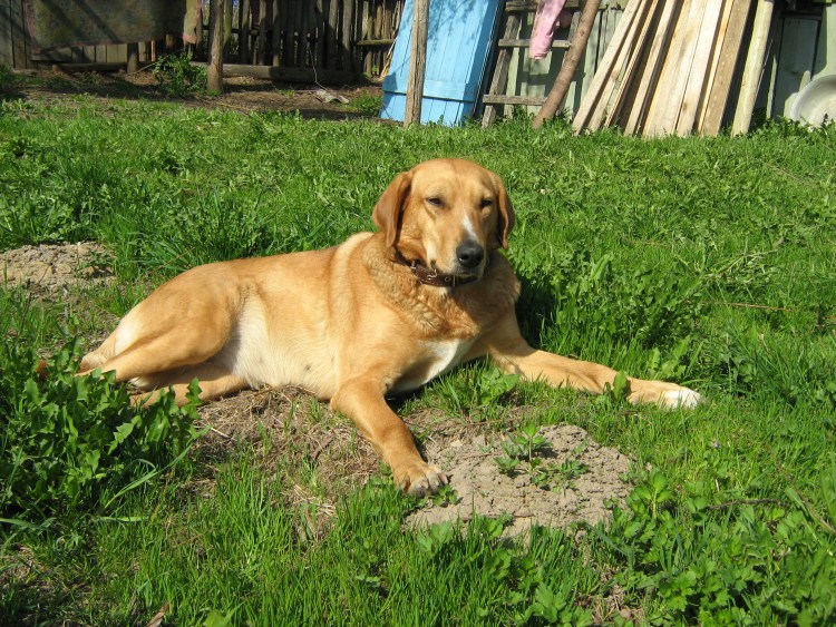 Русская гончая