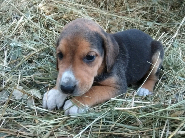 Сибирская пегая гончая