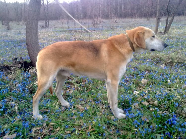 Русская гончая