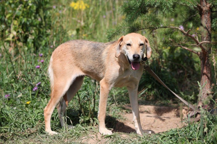 Сибирская гончая