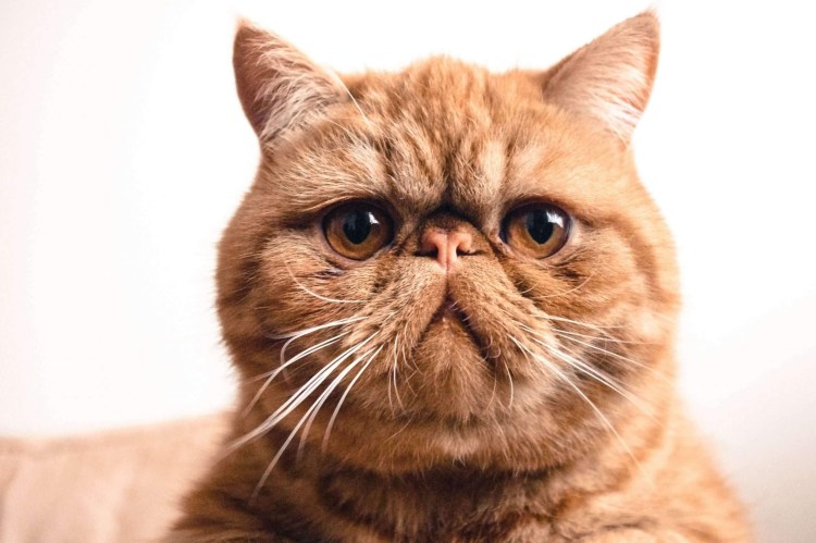 Экзот кошка рыжая