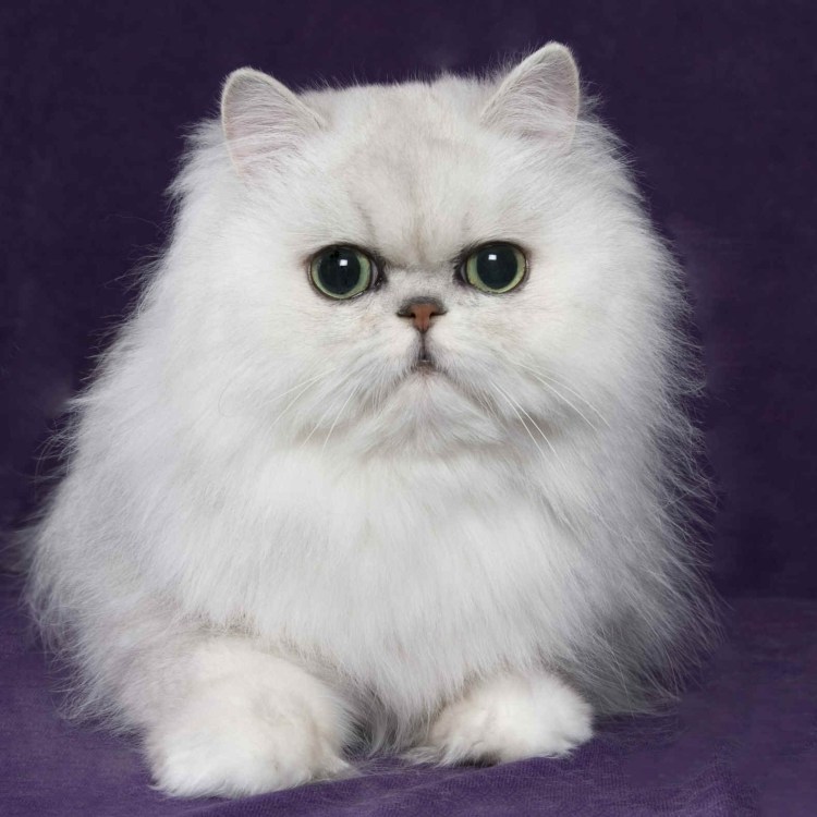 Японский кот Снупи