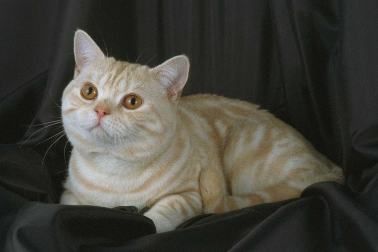 Вислоухий экзот Манчкин Снупи