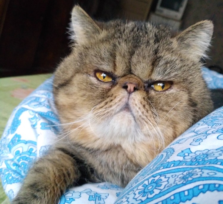 Кот породы Снупи