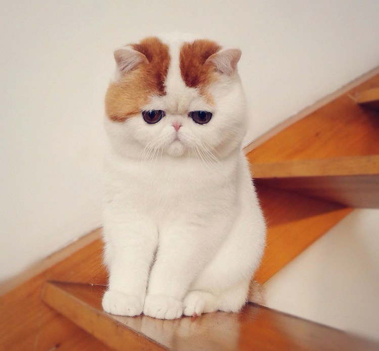 Кот экзот Снупи