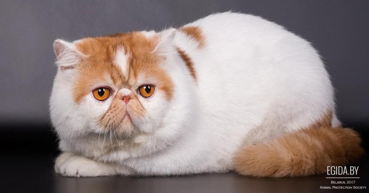 Вислоухий экзот Манчкин