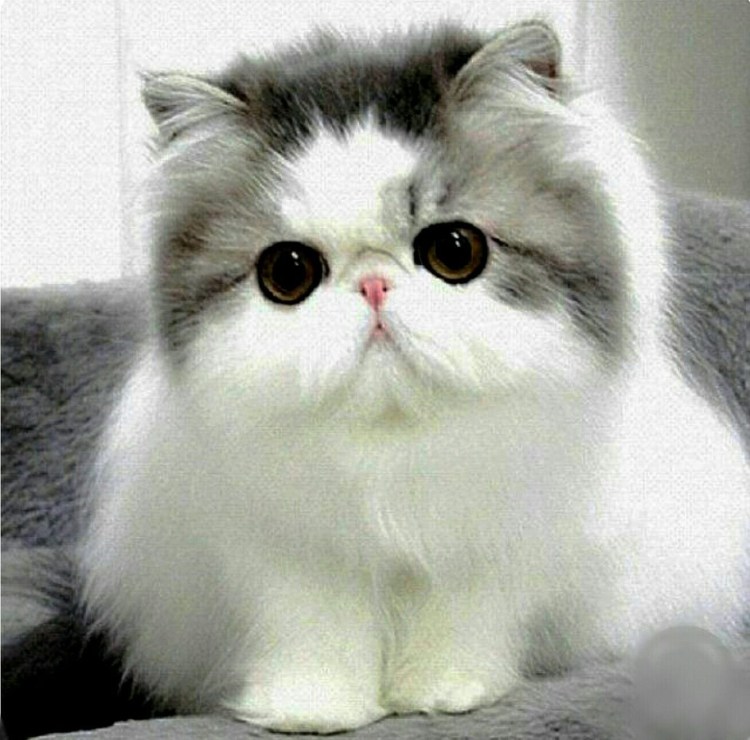 Экзот Рэгдолл